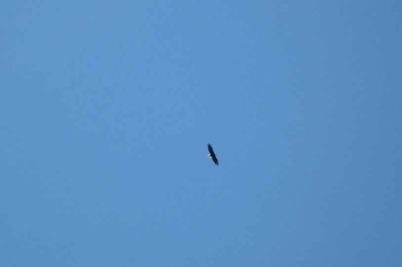 20130621_1317_Eagle Soaring